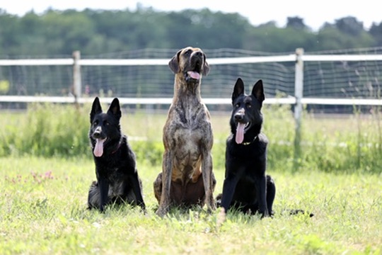 Brixie, Fridolin und Igor gemeinsam auf der Wiese