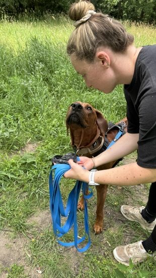 Training – Leinenübung mit Hund auf der Wiese