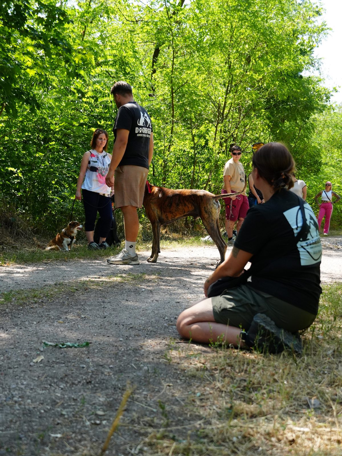 Training – Gruppe mit Hunden im Sommer im Grünen