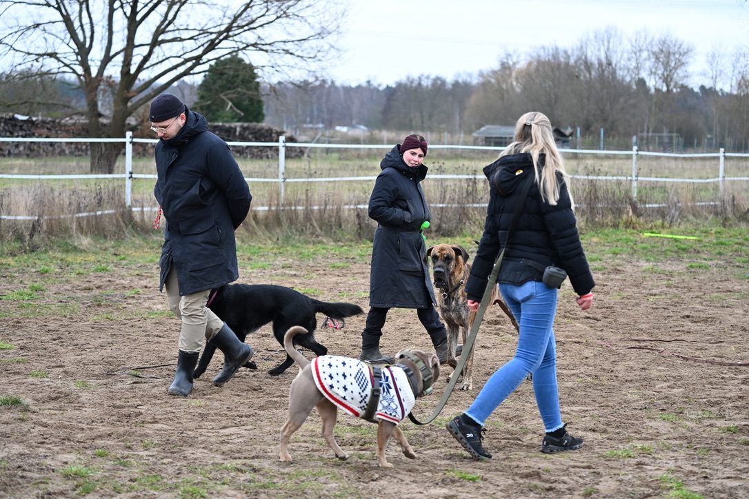 Training – Gruppe mit mehreren Hunden auf der Koppel