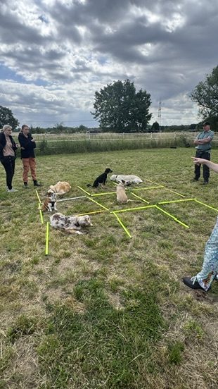 Training – Hunde im Zielfeld-Parcours