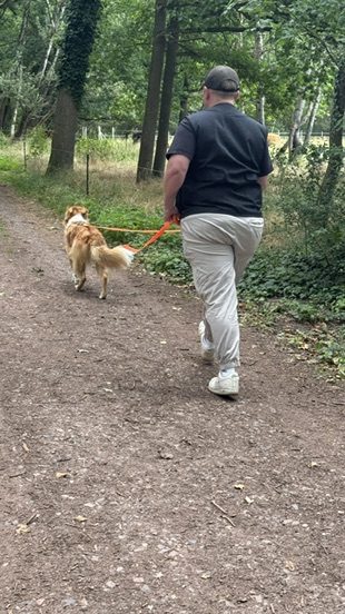 Training – Trainer führt Hund auf dem Weg