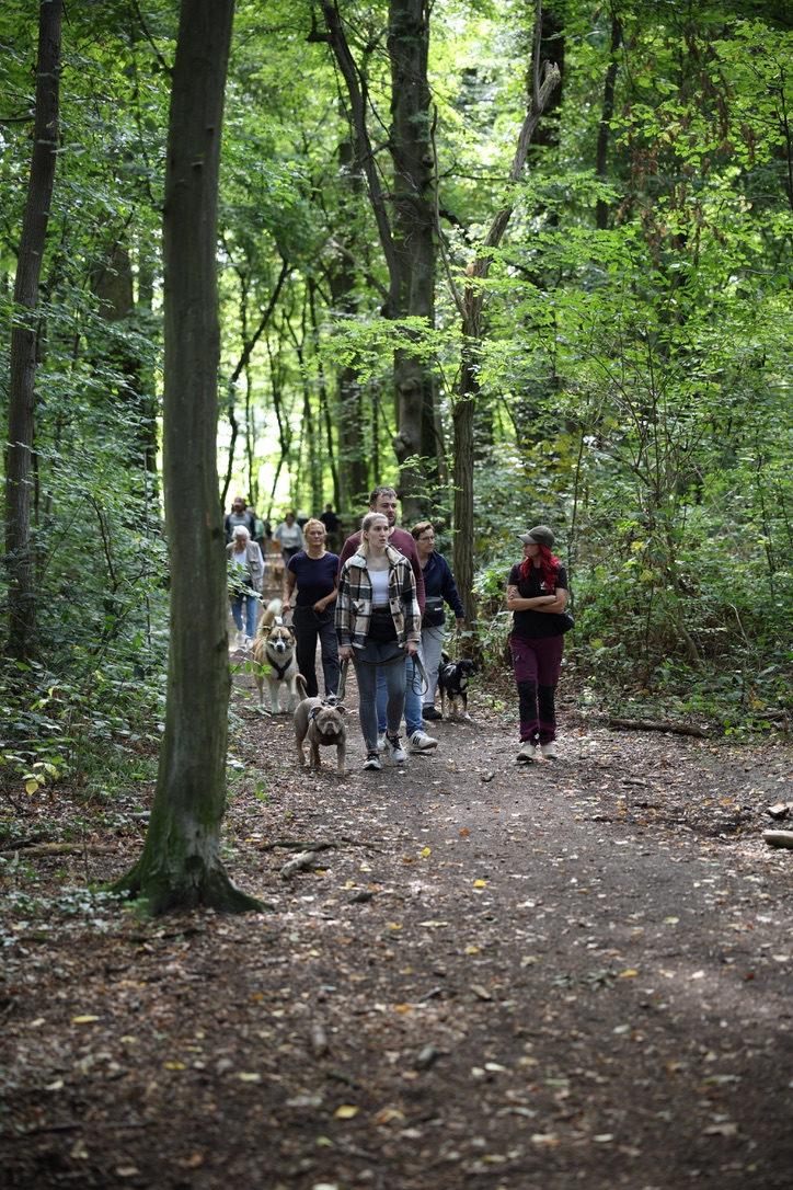 Social Walk – Gruppe mit Hunden auf einem Waldweg