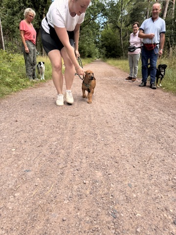 Social Walk – Hund an lockerer Leine auf dem Weg